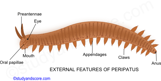 peripatus, connecting link between annelida and arthropoda, status of onychophora